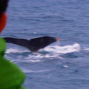 徳之島クジラツアー初日の報告です。