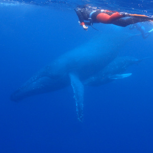 徳之島クジラと泳ぐツアーの大成功報告