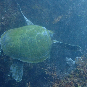 ウミガメと出会うサプライズダイビングの熱海