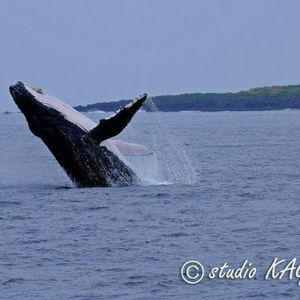 クジラと泳ぐツアー2020イルカも出たよ 〜2日目〜