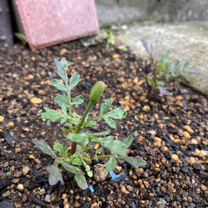 早くも蕾が出来ました。やばかった奴も完全復活です。