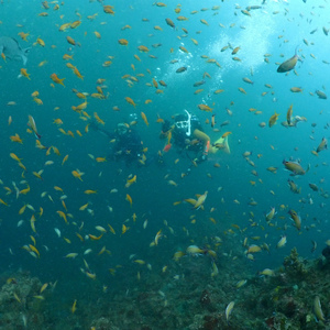 波潮カレント海洋実習で田子へ魚に囲まれました。