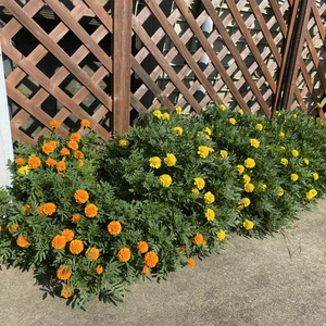 癒しの花壇,マリーゴールドもさっ！まだまだ続きがあります。