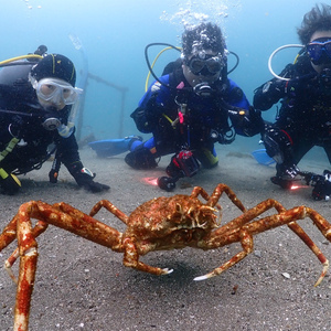 タカアシガニとグソクムシ,深海のようなダイビング