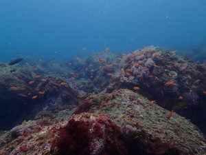 キンギョハナダイ