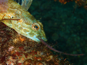 魚の捕食
