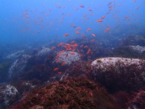 キンギョハナダイ