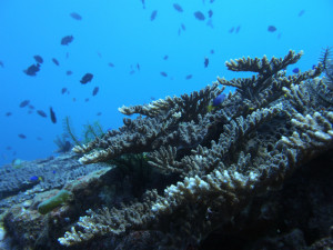 P1013094