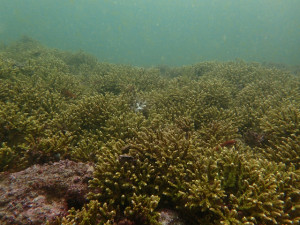 静浦サンゴ