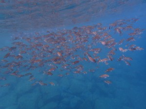 p9040022