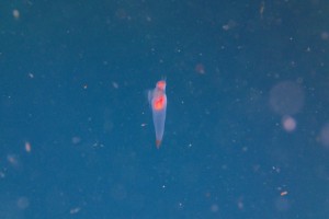 p3120247
