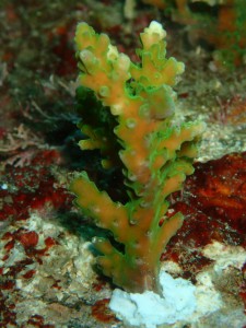 pa110069