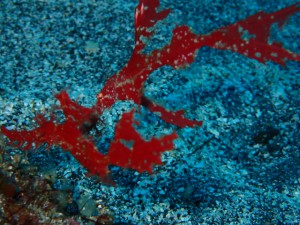 pb130747
