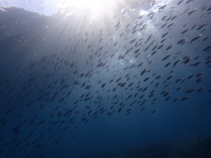 浅場のイサキ