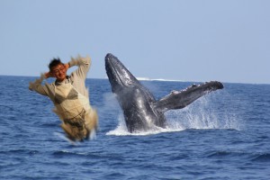 whale2