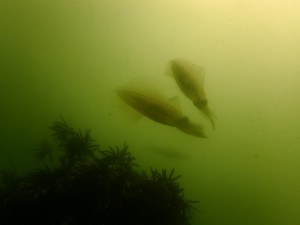 P5270018