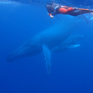 ホエールスイム(クジラと泳ぐ)ツアーの詳細決定