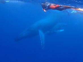 ホエールスイム(クジラと泳ぐ)ツアーの詳細決定