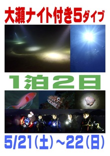 大瀬1泊2日ナイトダイビングツアー